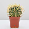 Golden Barrell Cactus | Echinocactus grusonii