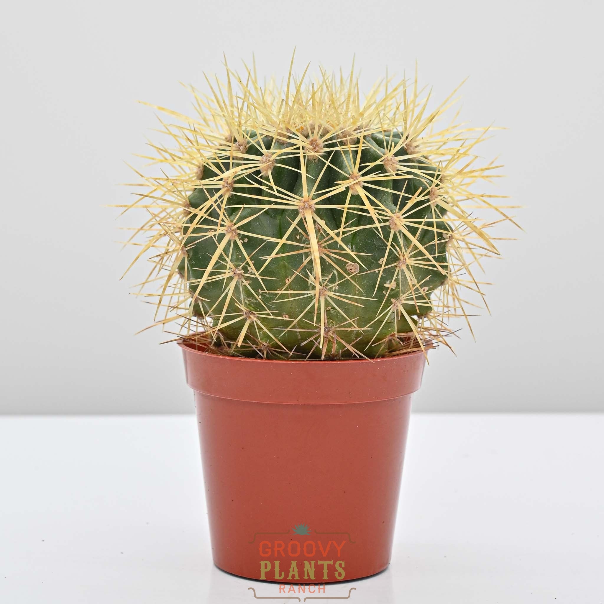 Golden Barrell Cactus | Echinocactus grusonii