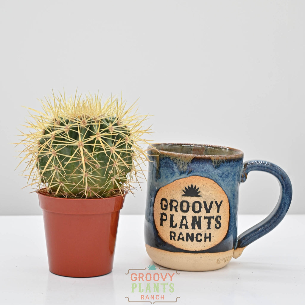 Golden Barrell Cactus | Echinocactus grusonii