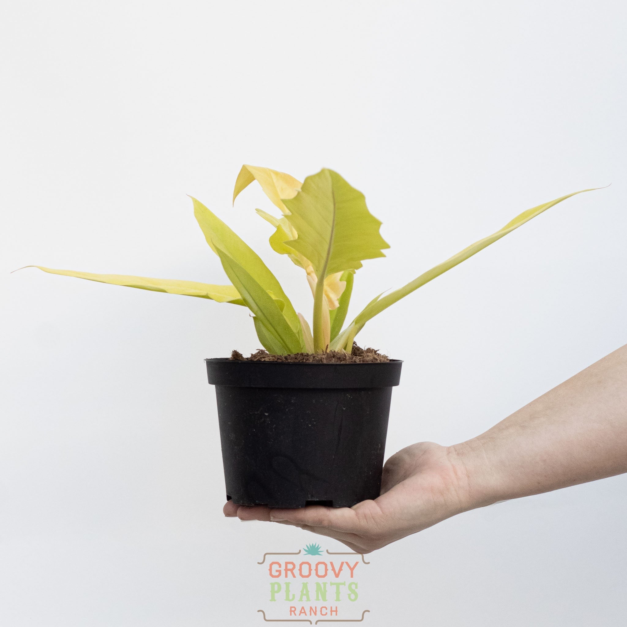 Golden Crocodile Philodendron | Philodendron pinnatifidum × melinonii