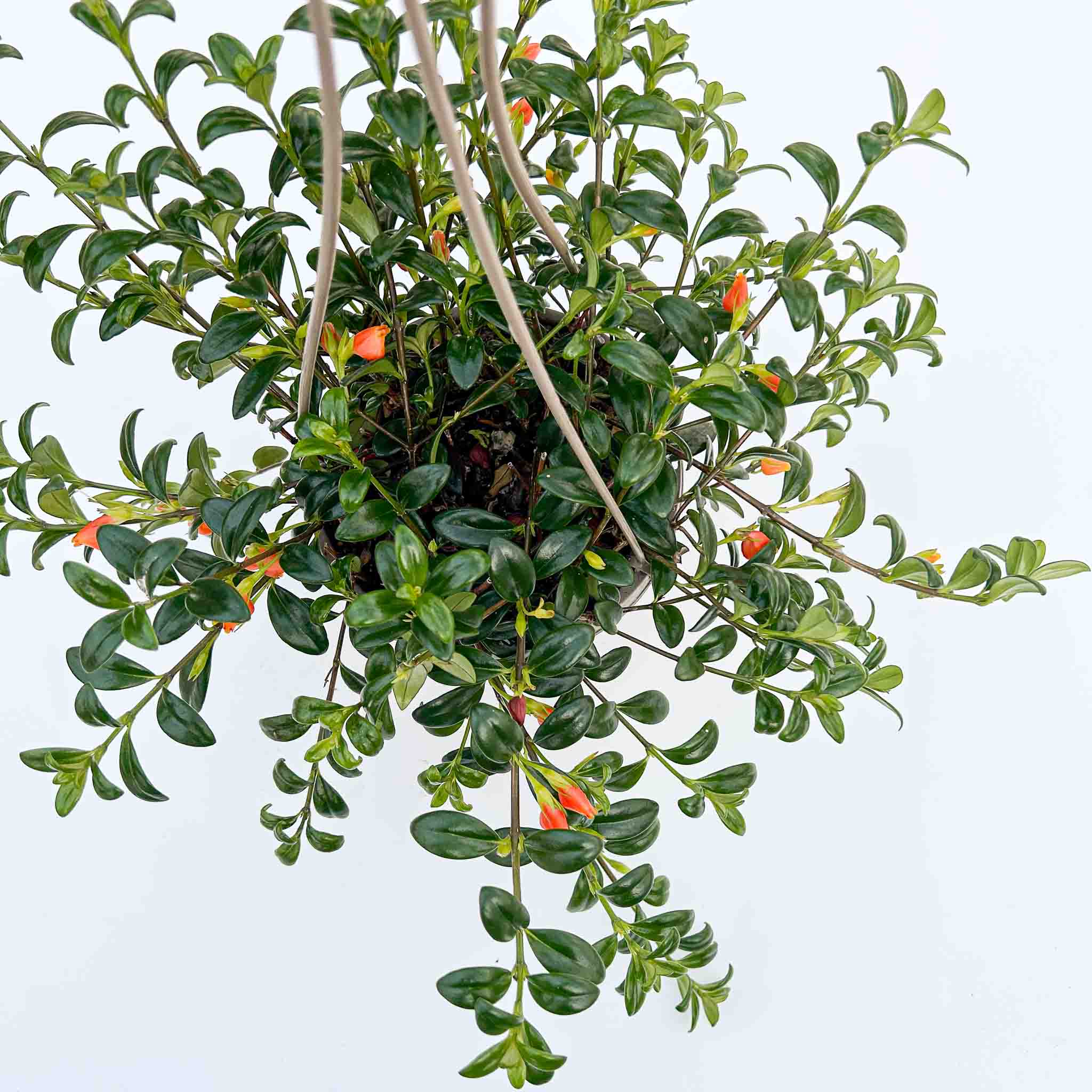 Goldfish Plant | Columnea banksii