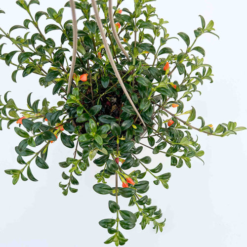Goldfish Plant