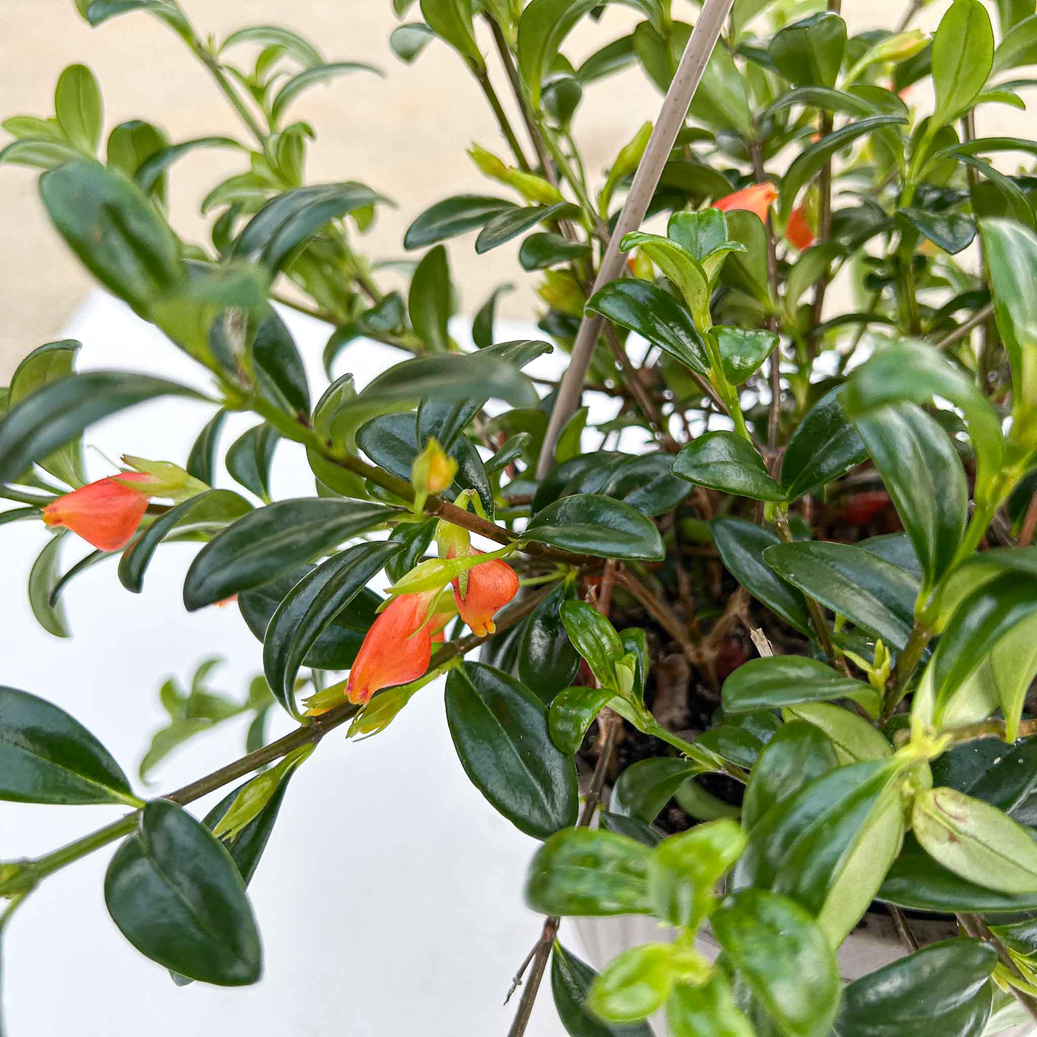 Goldfish Plant | Columnea banksii