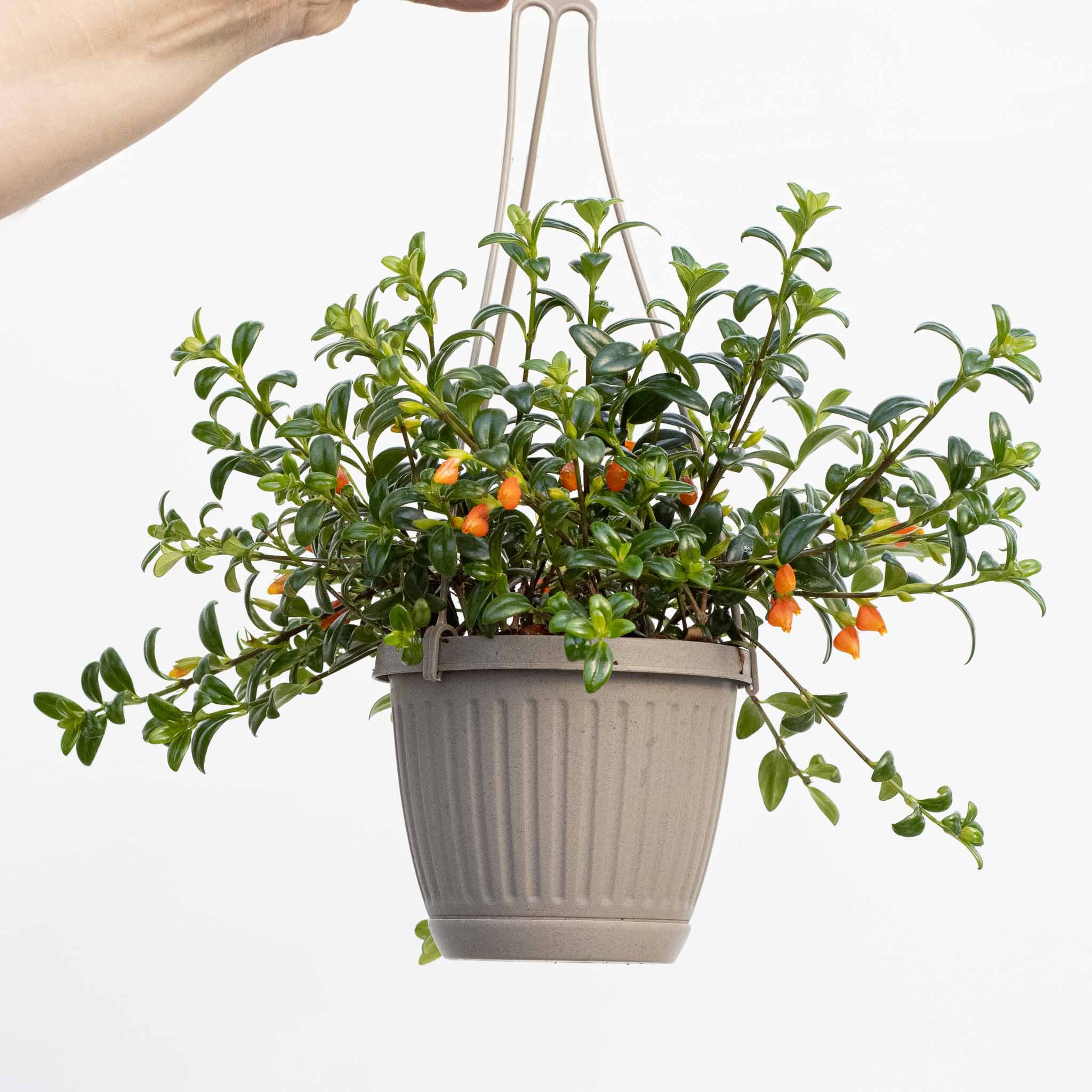 Goldfish Plant | Columnea banksii