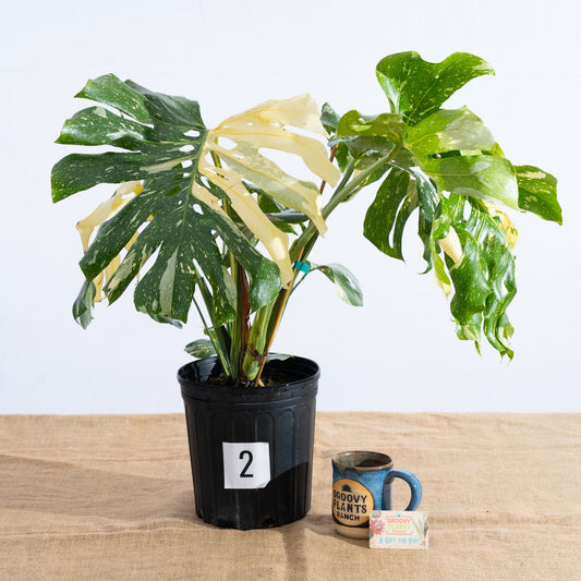 Monstera 'Thai Constellation' 10" - Limited Release for Pickup