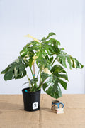 Monstera 'Thai Constellation' 10" - Limited Release for Pickup