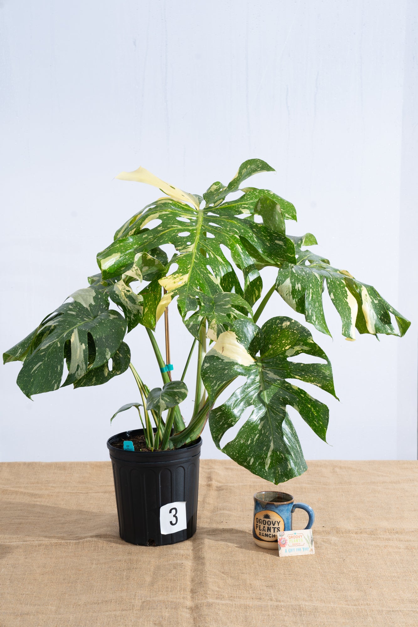 Monstera 'Thai Constellation' 10" - Limited Release for Pickup