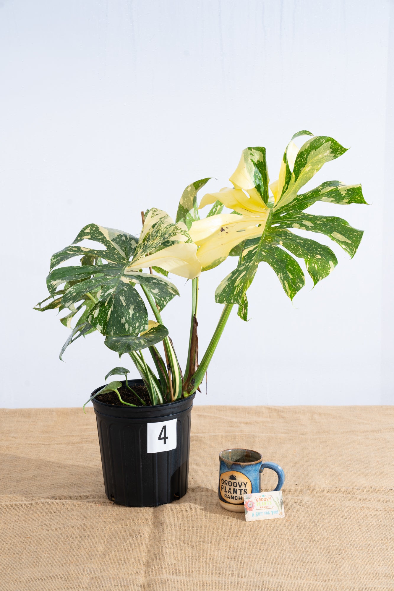 Monstera 'Thai Constellation' 10" - Limited Release for Pickup