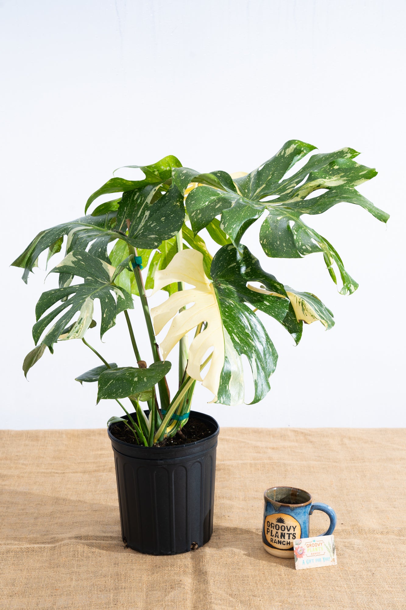 Monstera 'Thai Constellation' 10" - Limited Release for Pickup
