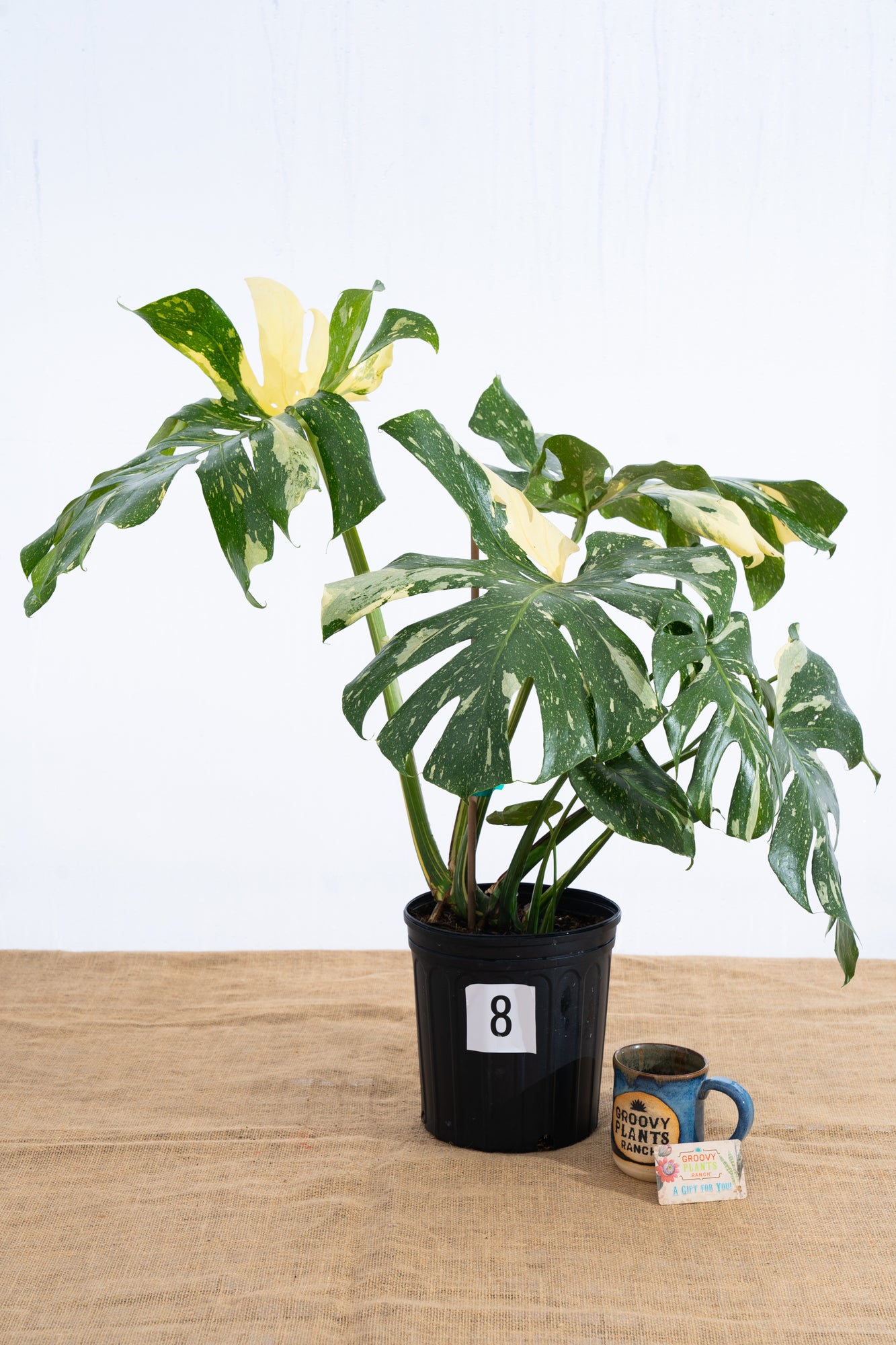 Monstera 'Thai Constellation' 10" - Limited Release for Pickup