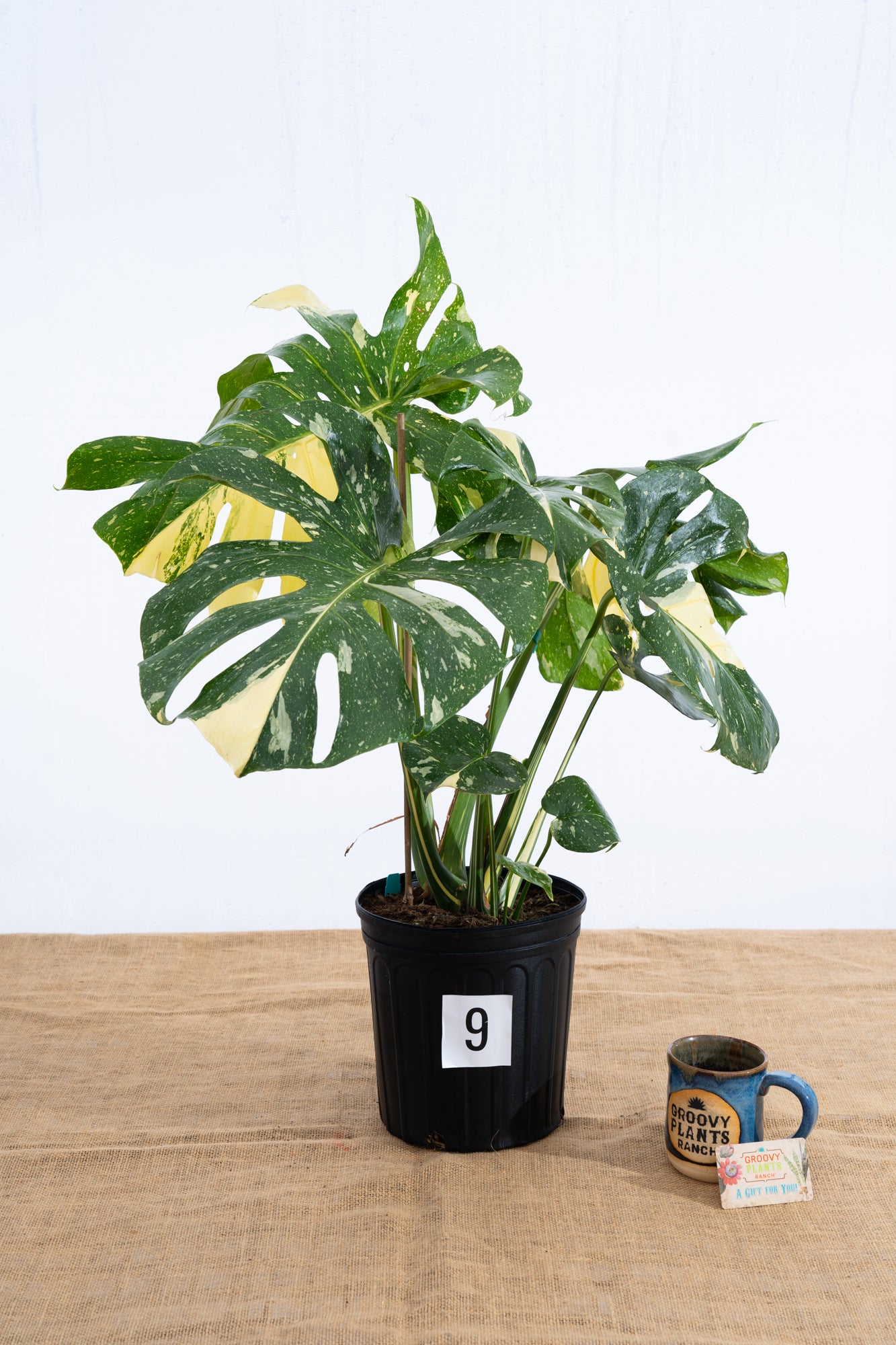 Monstera 'Thai Constellation' 10" - Limited Release for Pickup