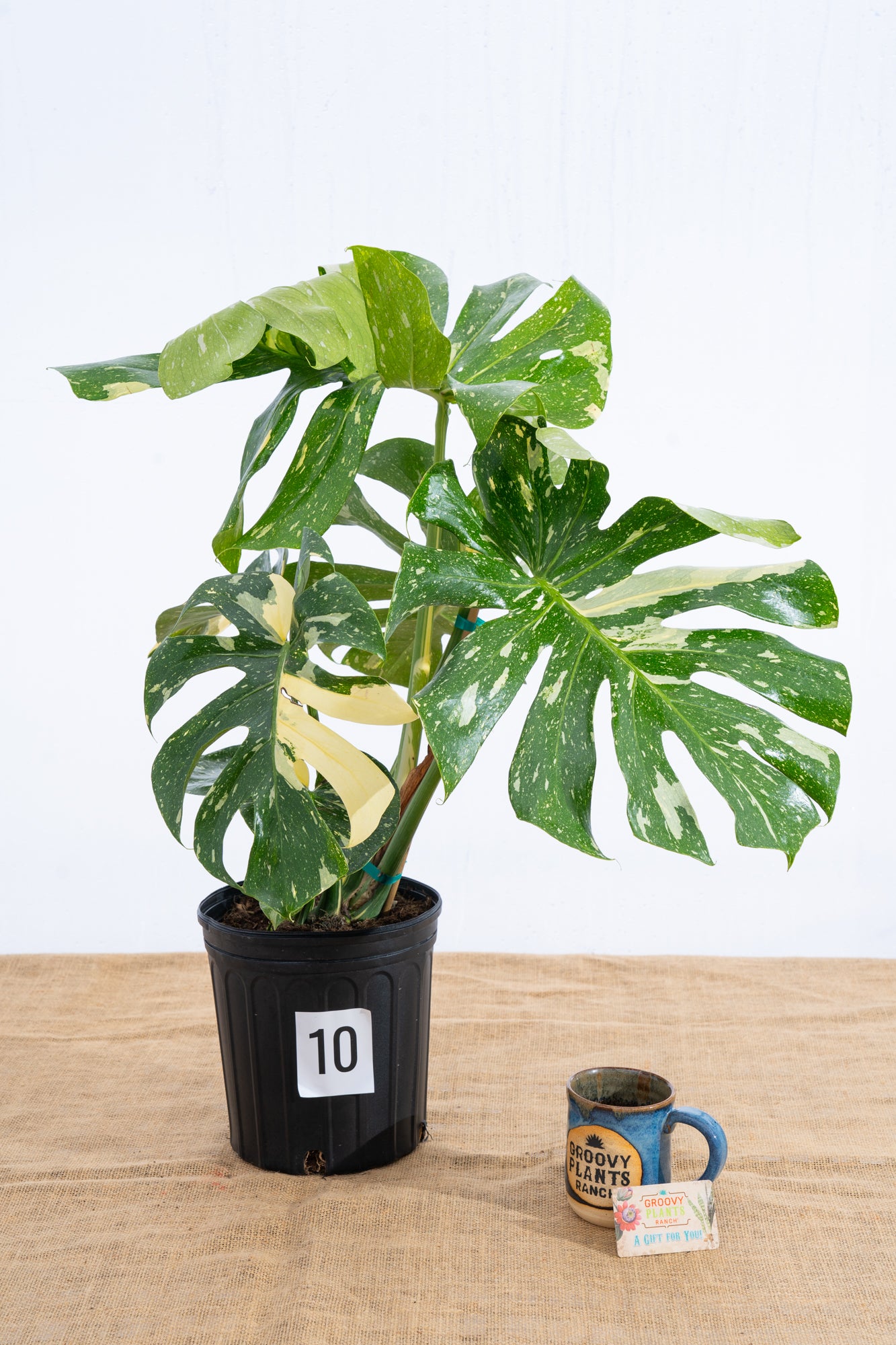 Monstera 'Thai Constellation' 10" - Limited Release for Pickup