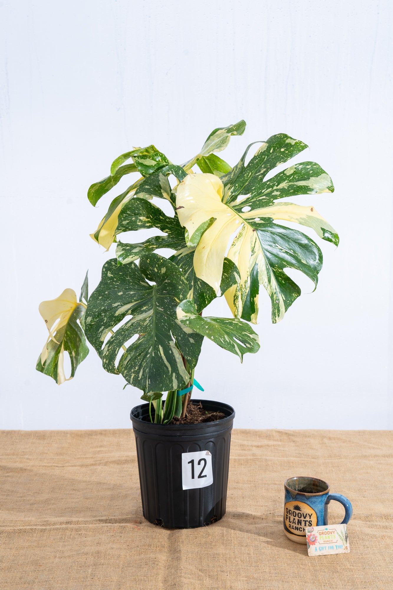 Monstera 'Thai Constellation' 10" - Limited Release for Pickup