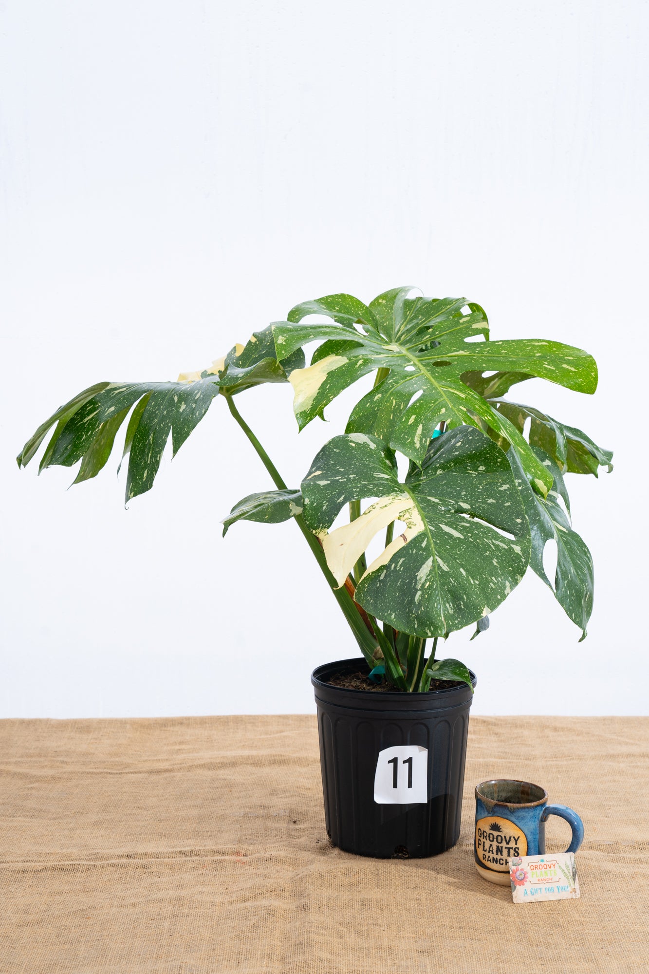 Monstera 'Thai Constellation' 10" - Limited Release for Pickup