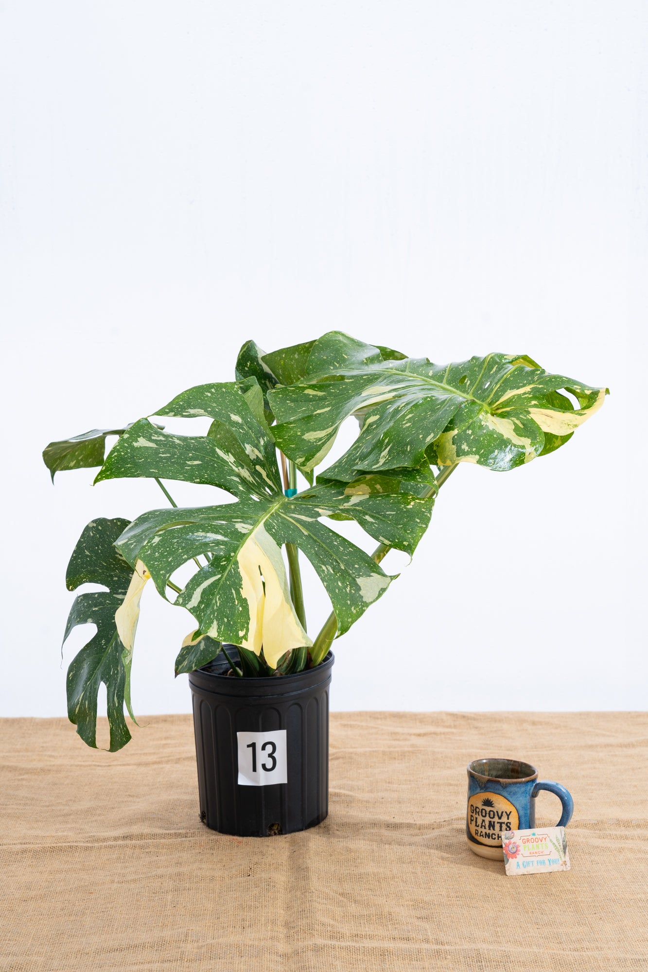 Monstera 'Thai Constellation' 10" - Limited Release for Pickup