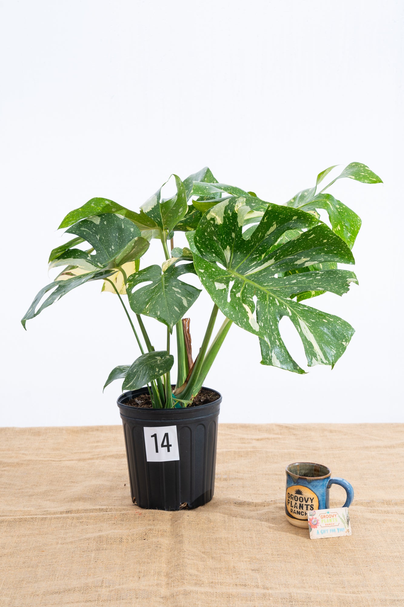 Monstera 'Thai Constellation' 10" - Limited Release for Pickup