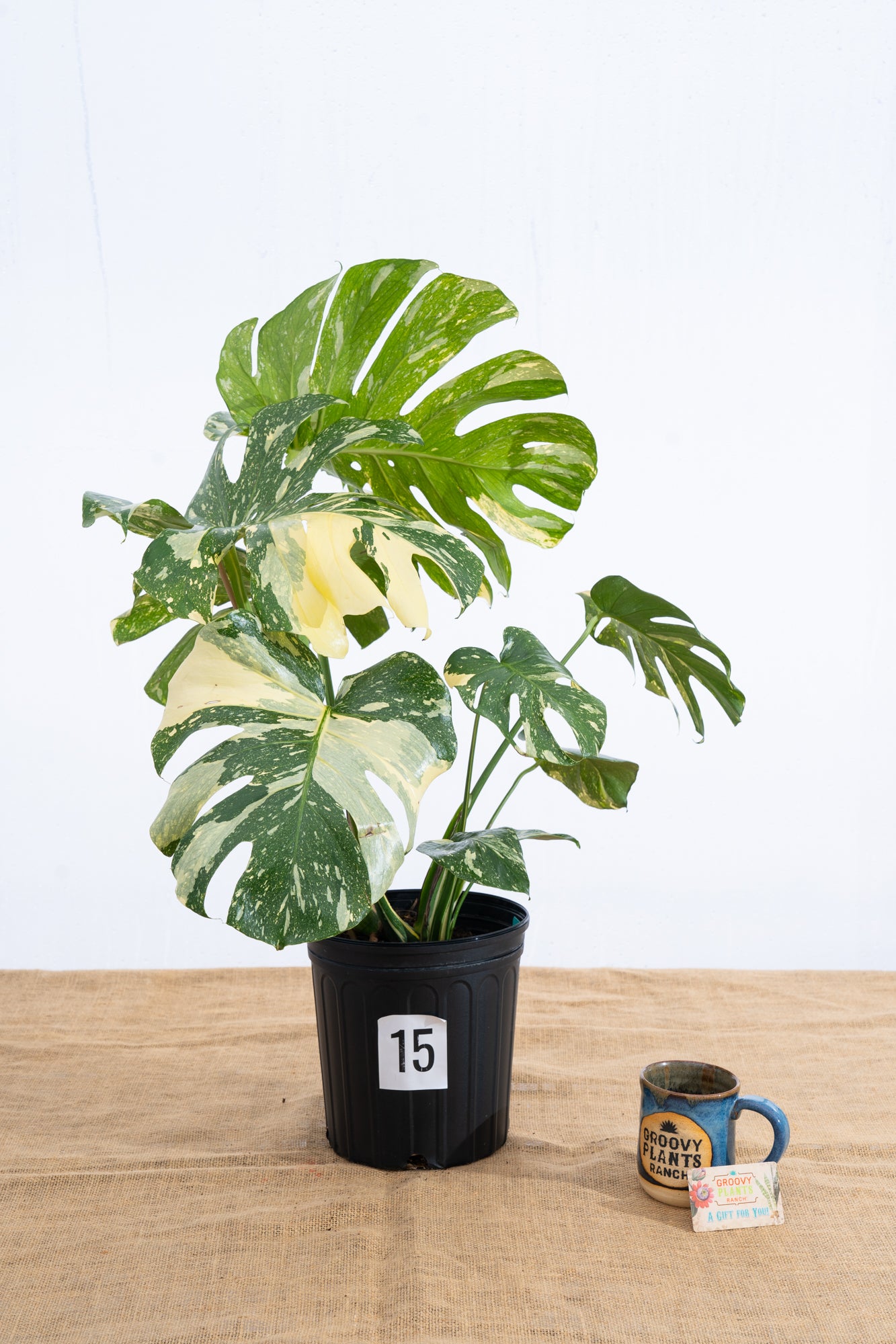 Monstera 'Thai Constellation' 10" - Limited Release for Pickup