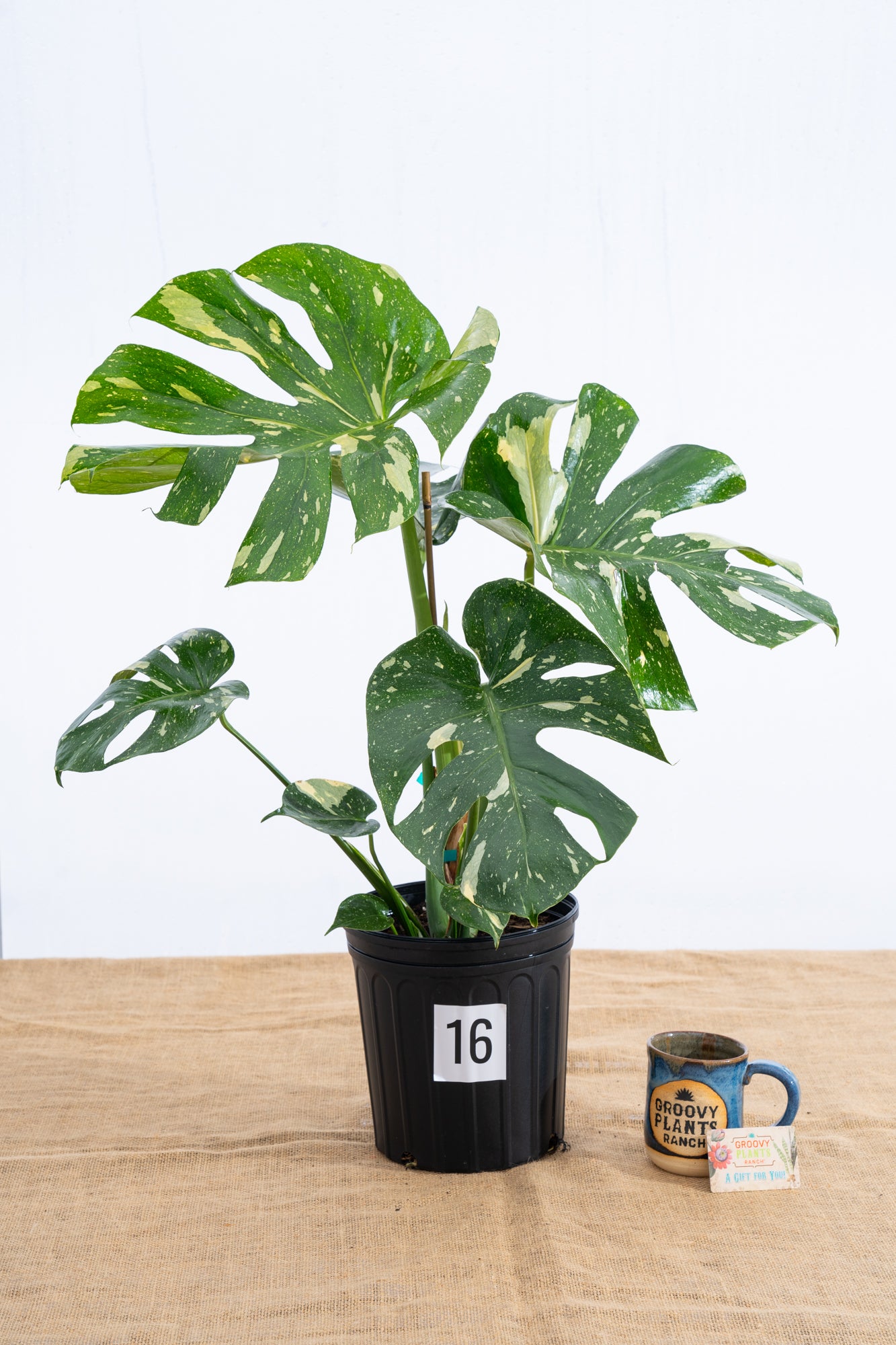 Monstera 'Thai Constellation' 10" - Limited Release for Pickup