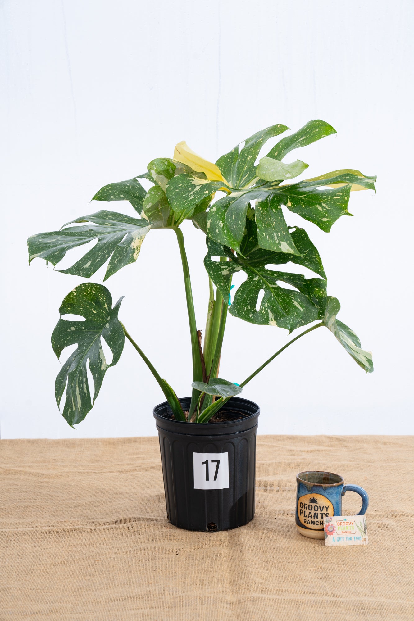 Monstera 'Thai Constellation' 10" - Limited Release for Pickup