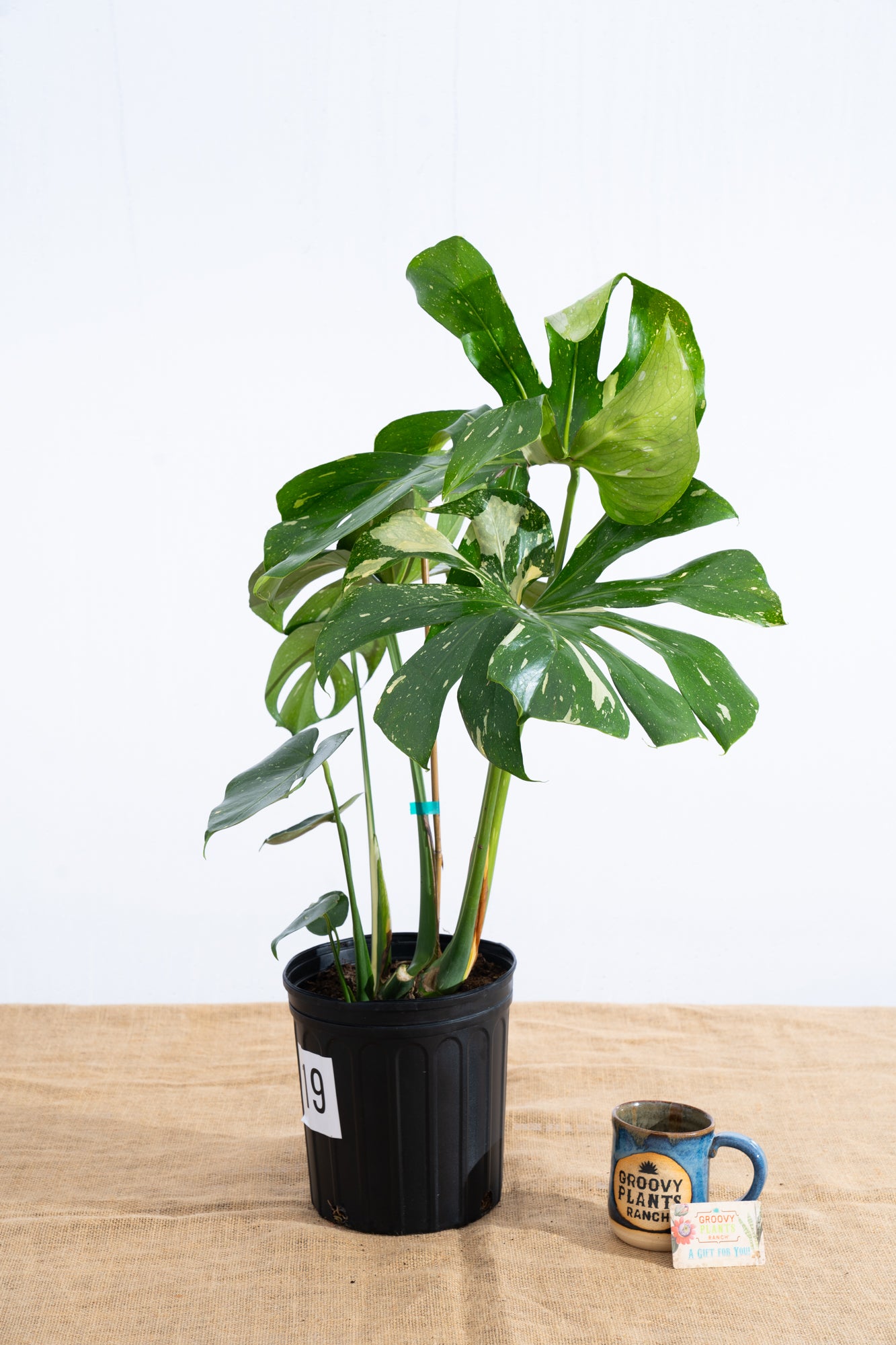 Monstera 'Thai Constellation' 10" - Limited Release for Pickup