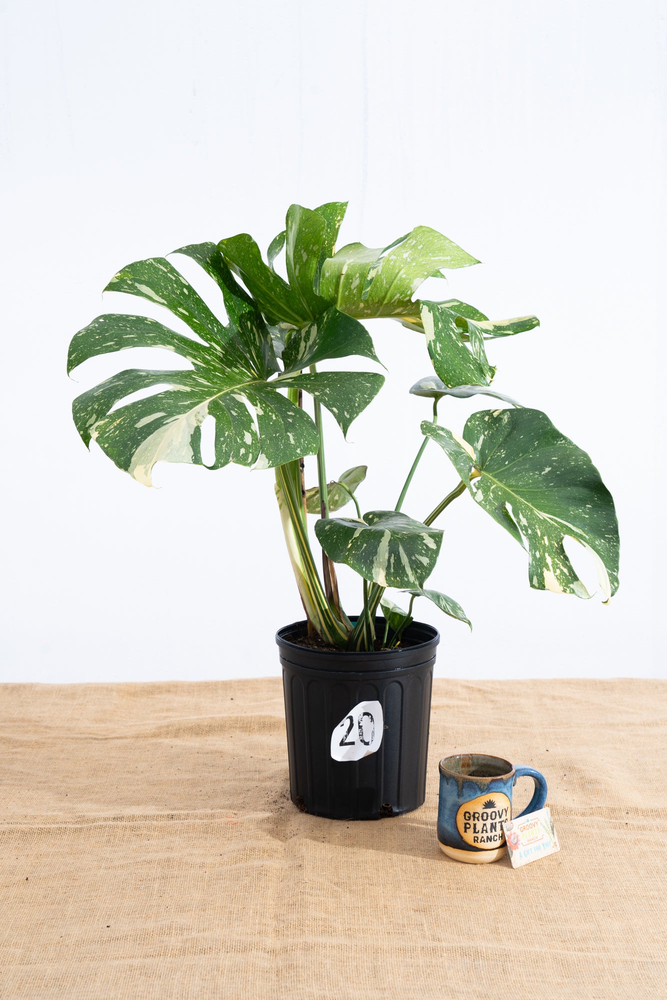 Monstera 'Thai Constellation' 10" - Limited Release for Pickup
