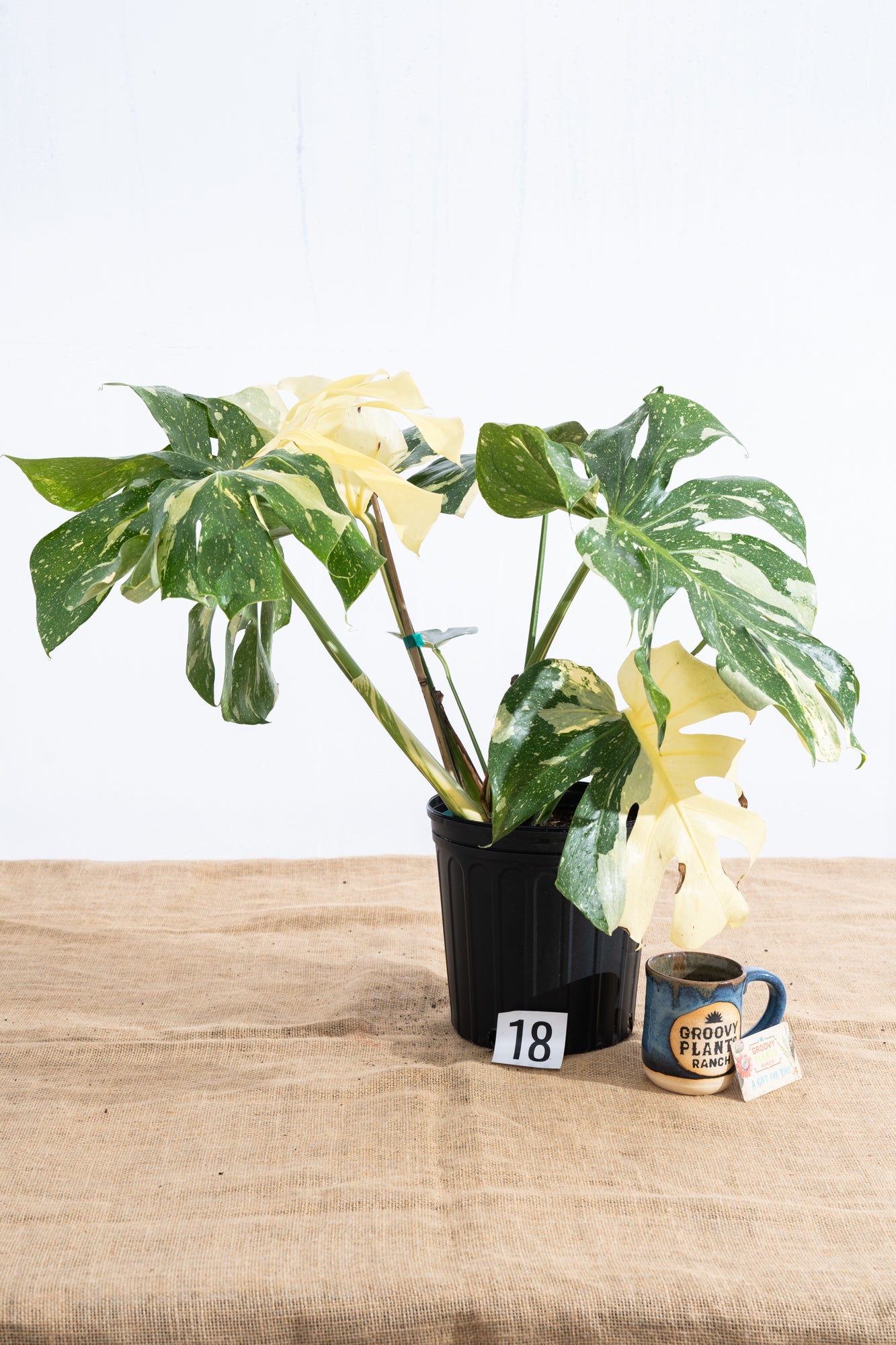 Monstera 'Thai Constellation' 10" - Limited Release for Pickup