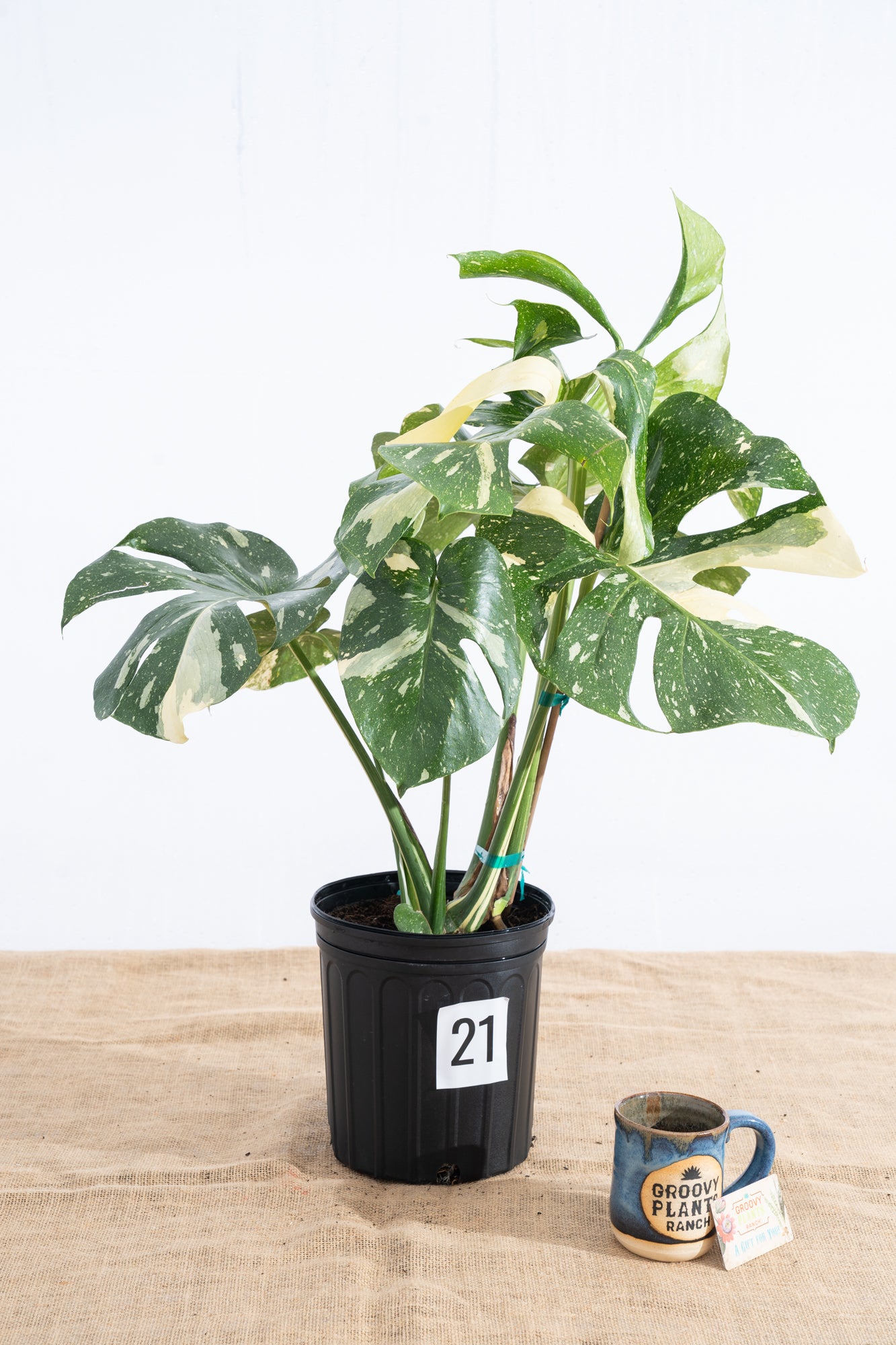 Monstera 'Thai Constellation' 10" - Limited Release for Pickup