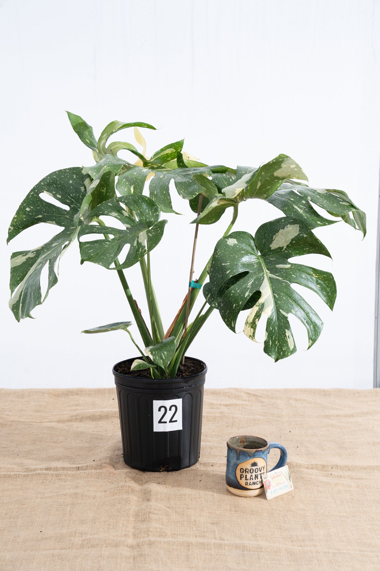 Monstera 'Thai Constellation' 10" - Limited Release for Pickup