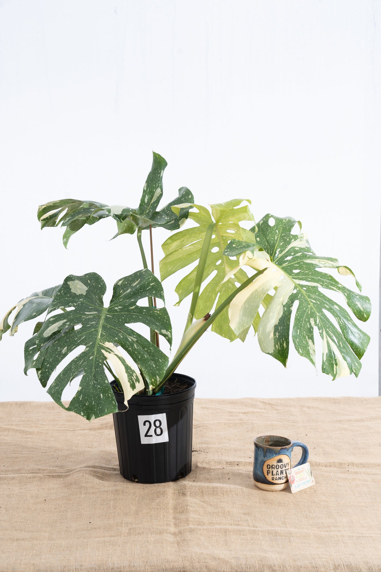 Monstera 'Thai Constellation' 10" - Limited Release for Pickup