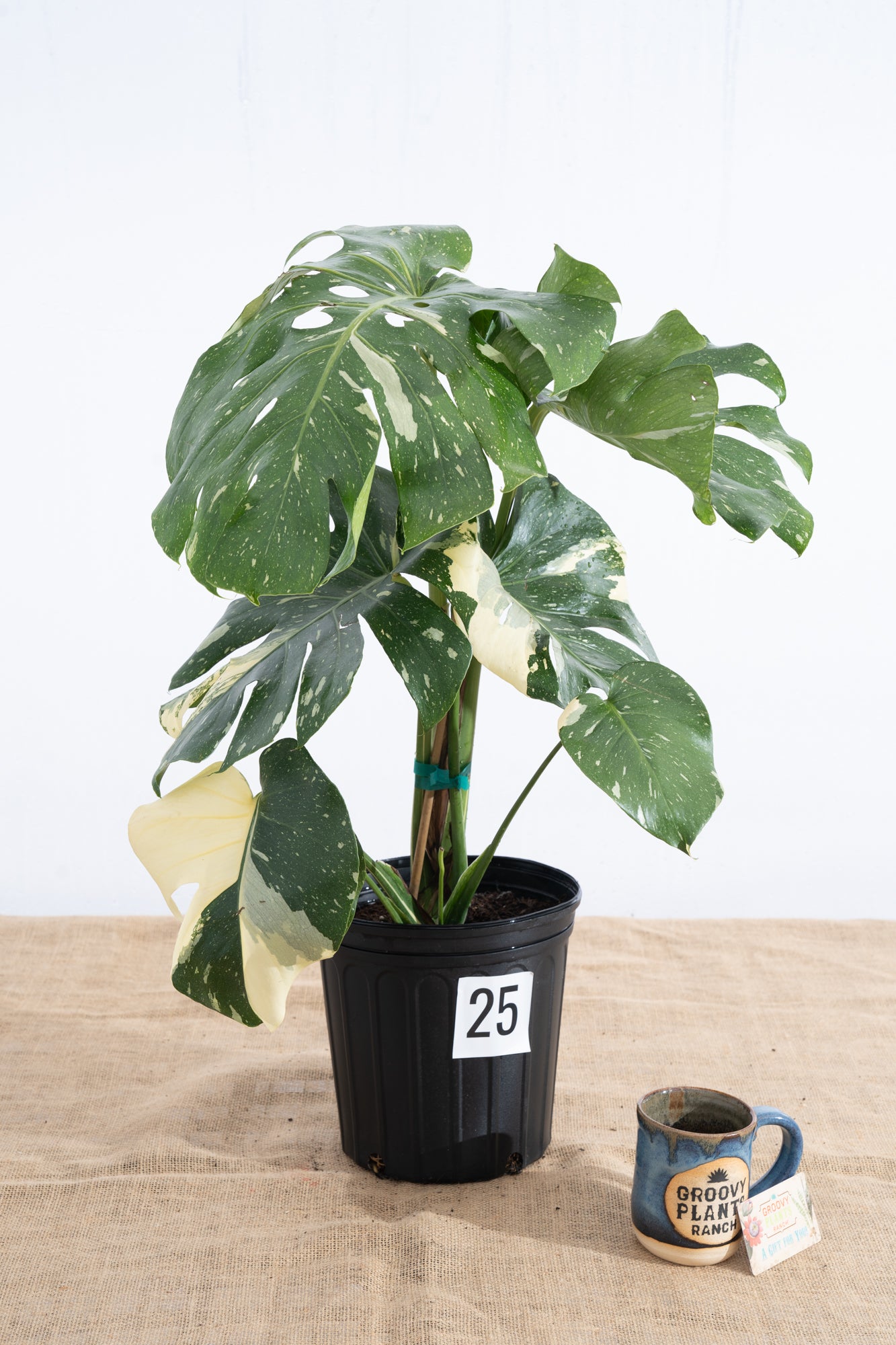 Monstera 'Thai Constellation' 10" - Limited Release for Pickup