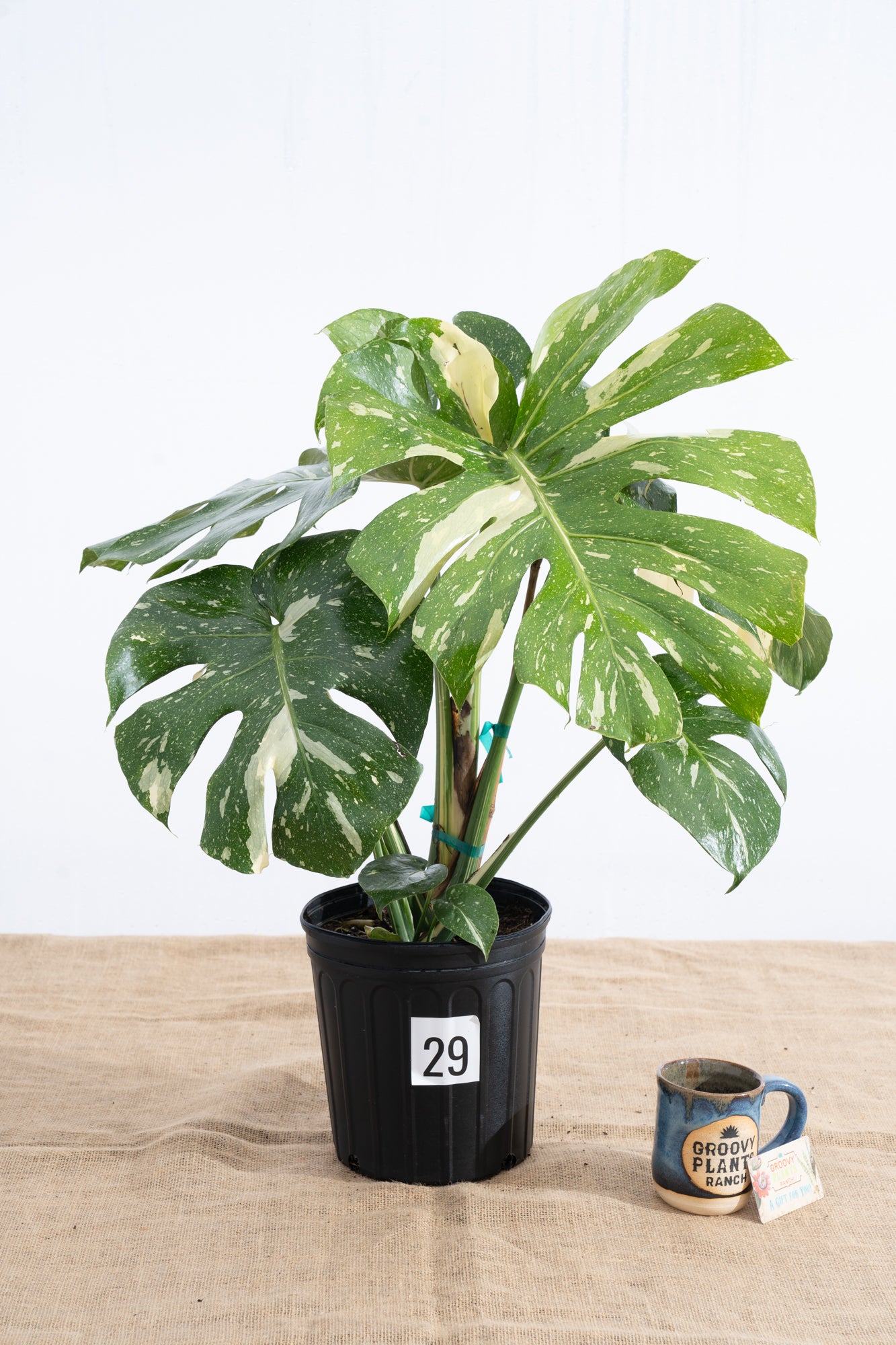 Monstera 'Thai Constellation' 10" - Limited Release for Pickup