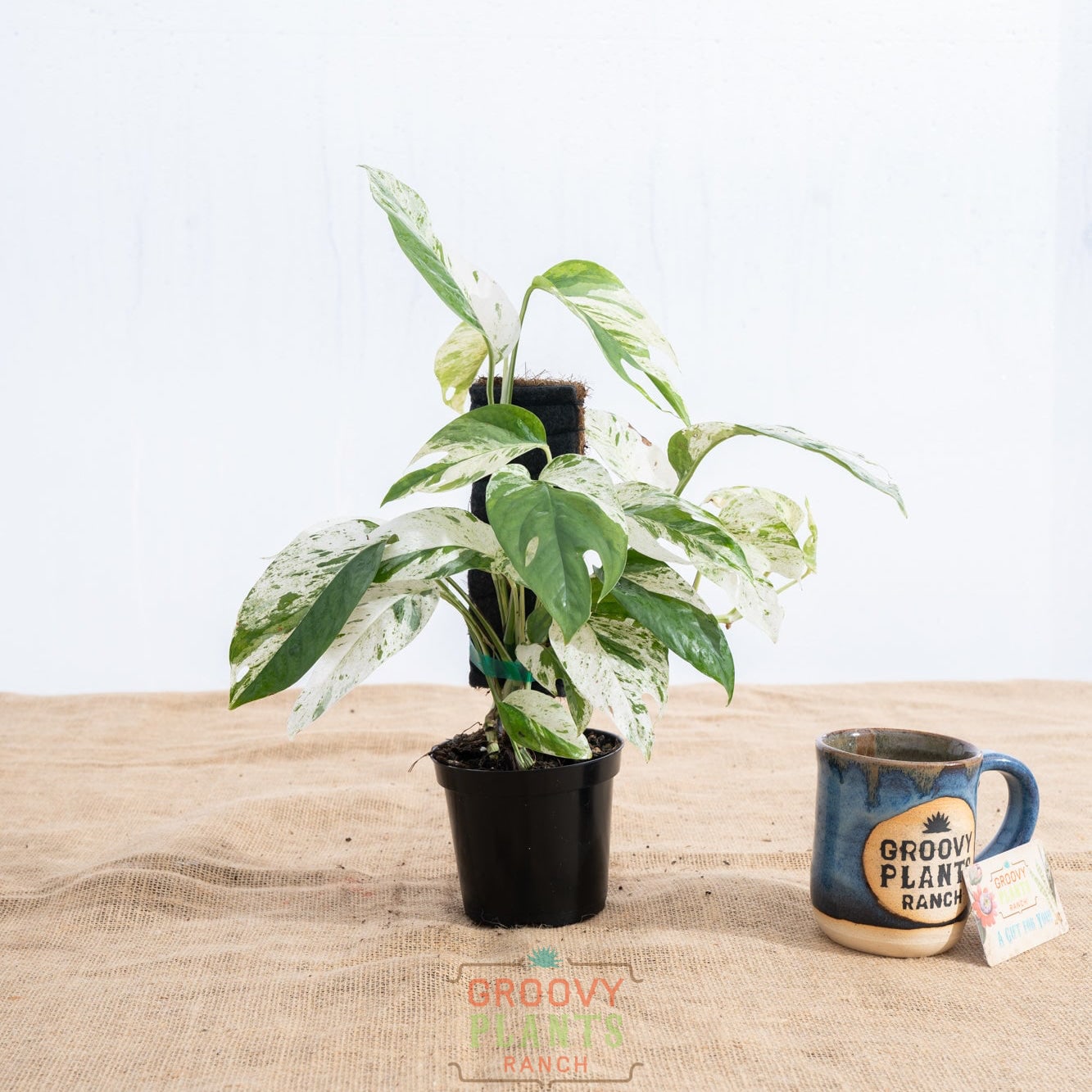 Epipremnum pinnatum 'Marble' - Limited Release for Pickup