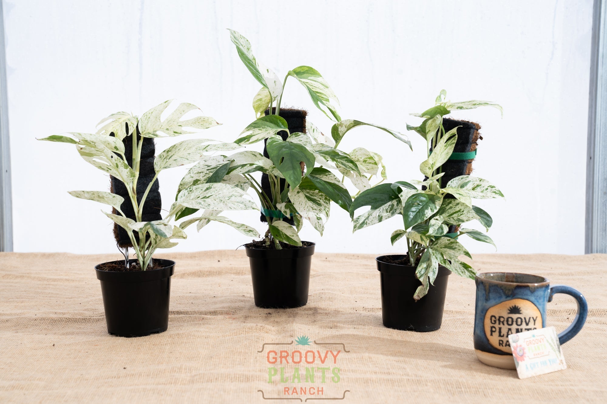 Epipremnum pinnatum 'Marble' - Limited Release for Pickup