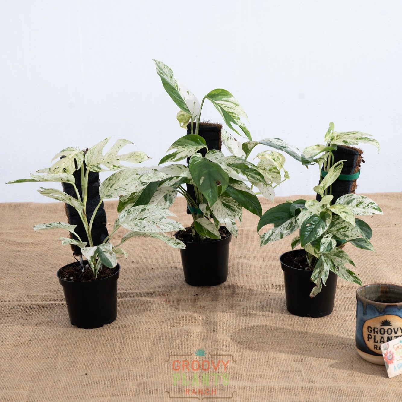 Epipremnum pinnatum 'Marble' - Limited Release for Pickup