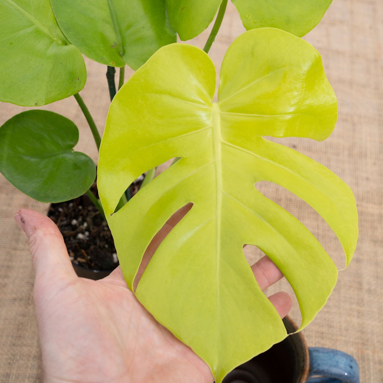 Monstera 'Lemon Lime' | Limited Release for Pickup – The Groovy