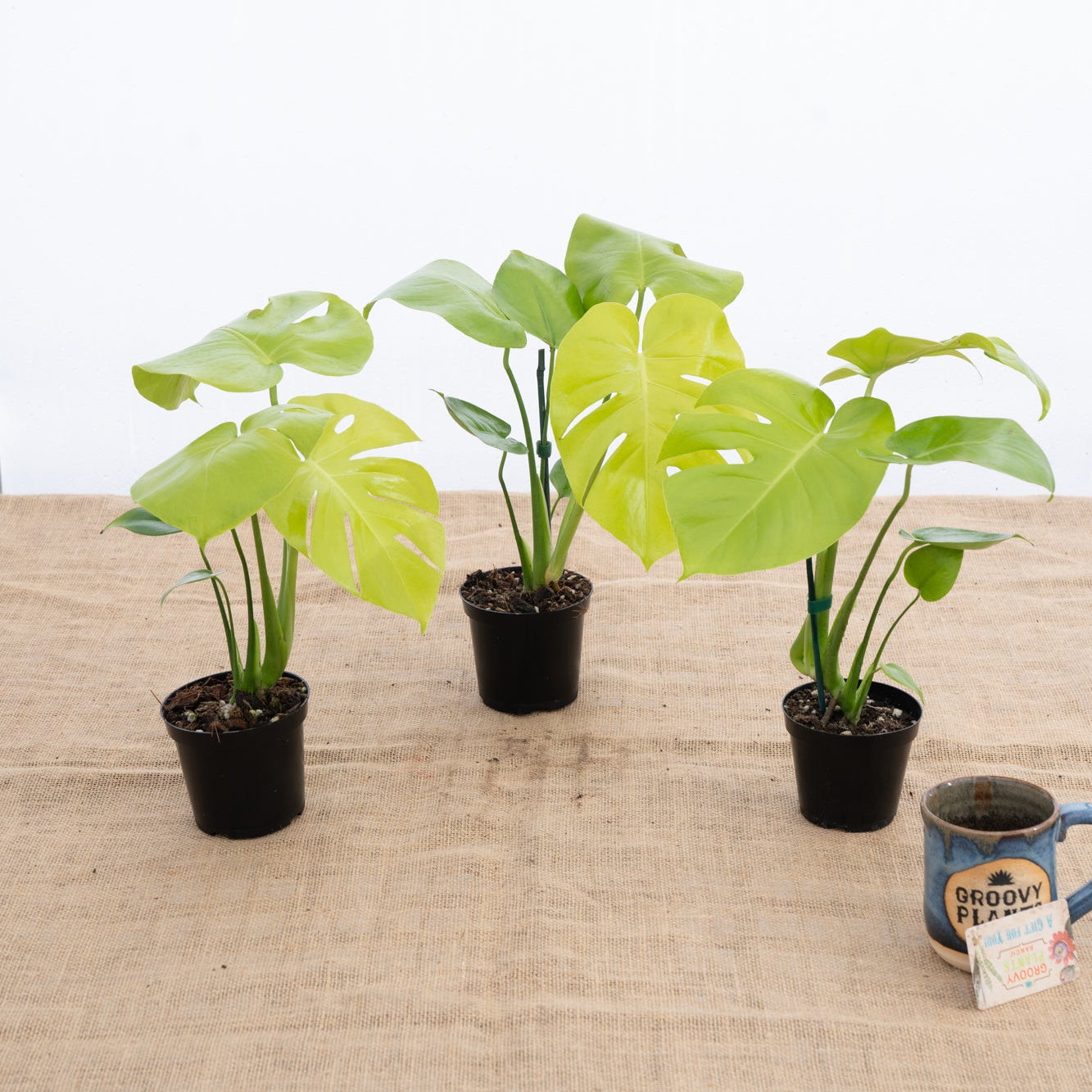 Monstera 'Lemon Lime' | Limited Release for Pickup – The Groovy