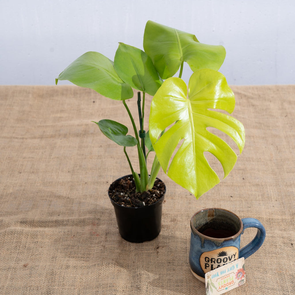 Monstera 'Lemon Lime' | Limited Release for Pickup