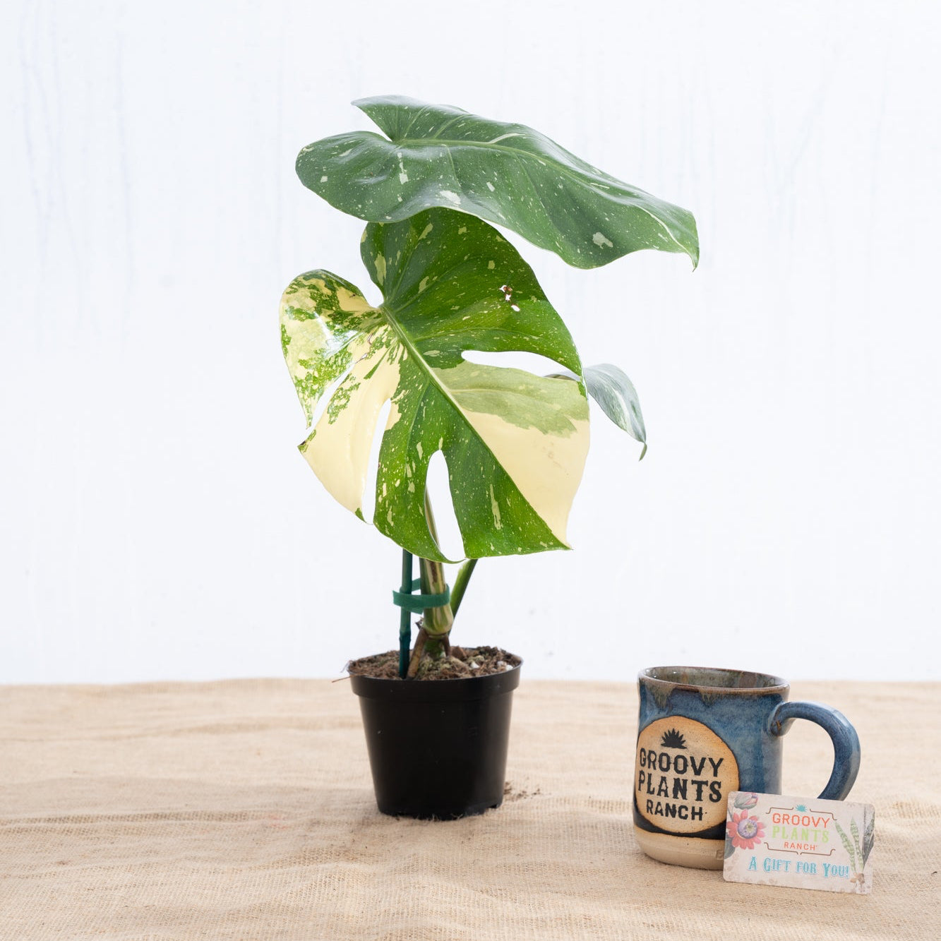 Monstera 'Thai Constellation' 4" - Limited Release for Pickup