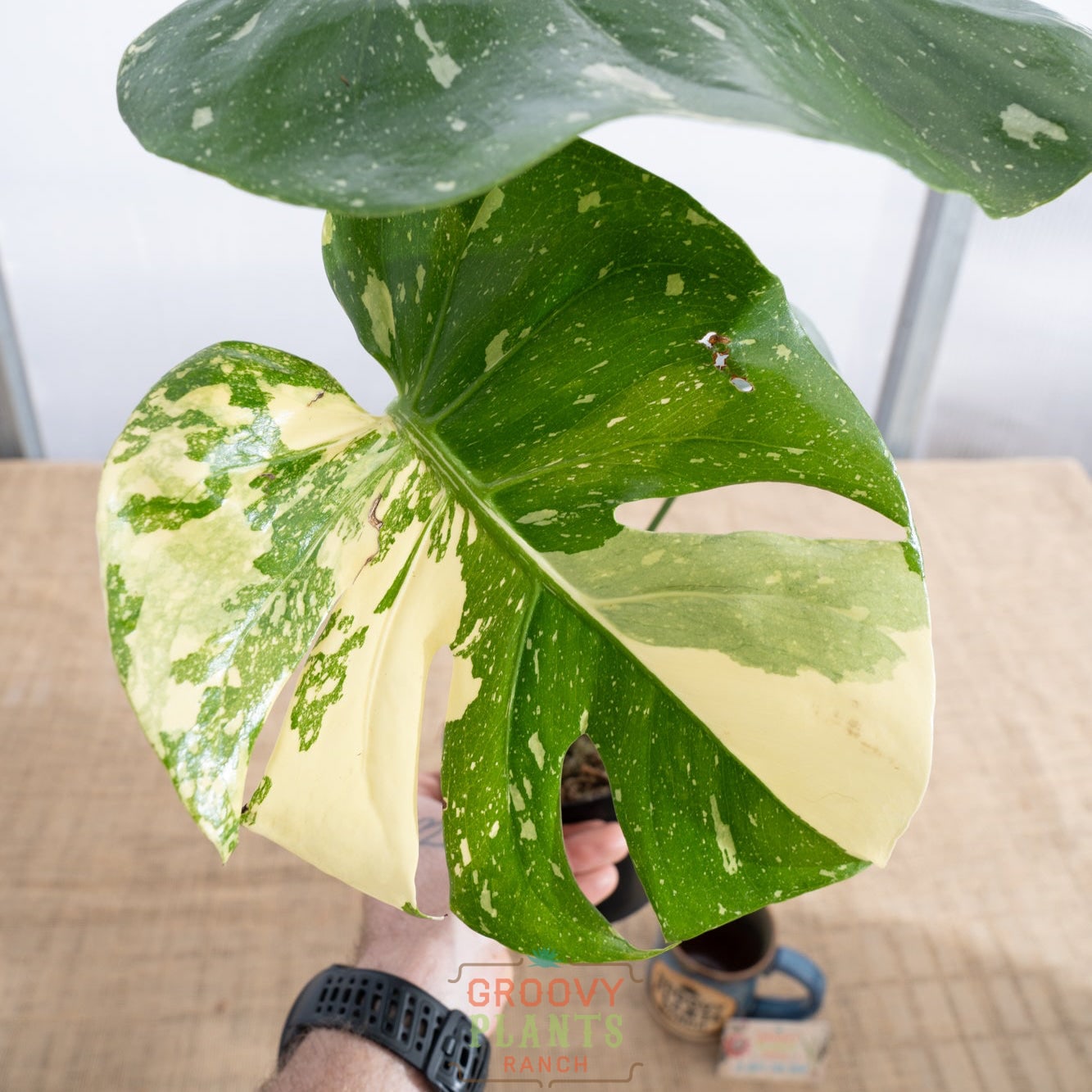 Monstera 'Thai Constellation' 4" - Limited Release for Pickup