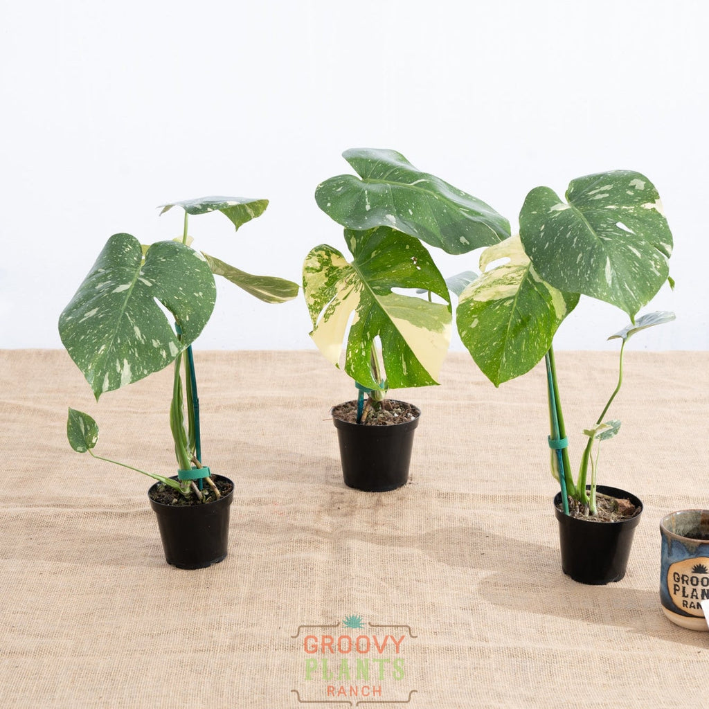 Monstera 'Thai Constellation' 4" - Limited Release for Pickup