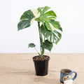 Monstera 'Thai Constellation' 6" - Limited Release for Pickup