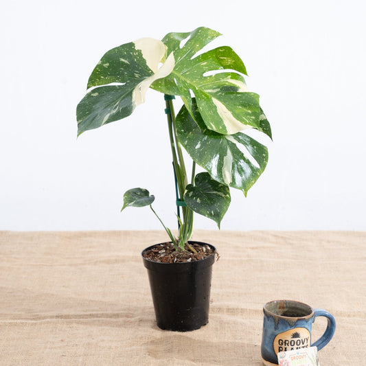 Monstera 'Thai Constellation' 6" - Limited Release for Pickup