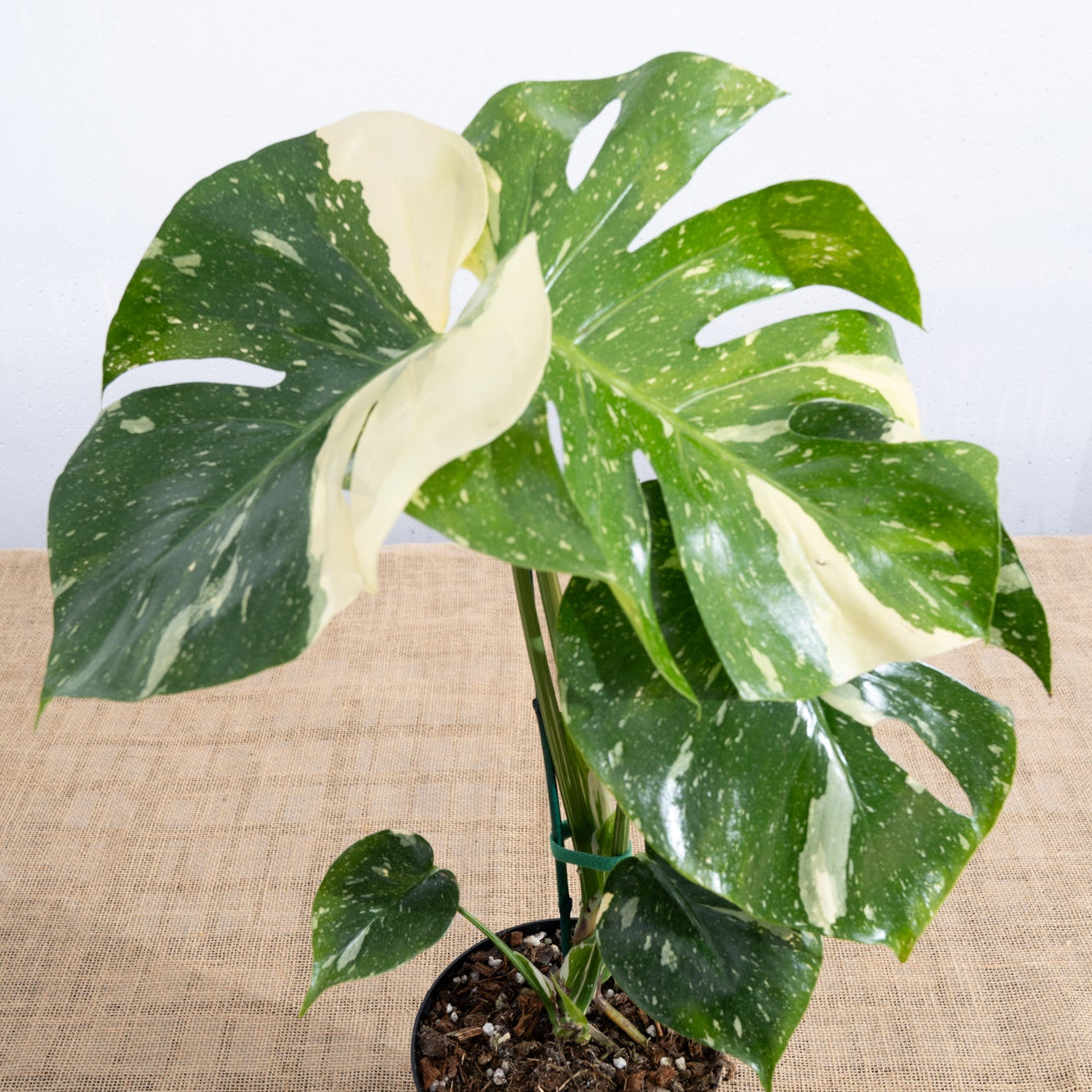 Monstera 'Thai Constellation' 6" - Limited Release for Pickup
