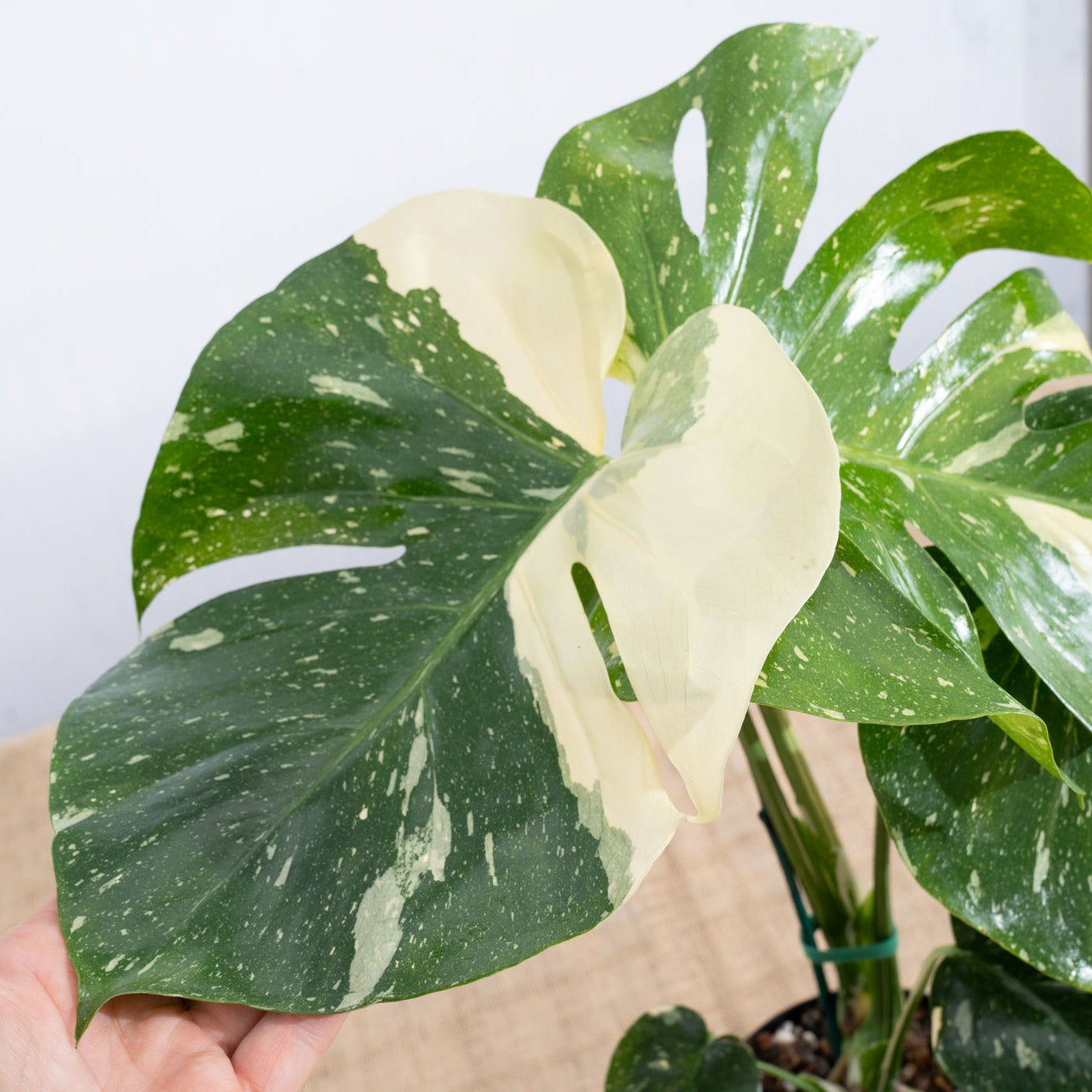 Monstera 'Thai Constellation' 6" - Limited Release for Pickup
