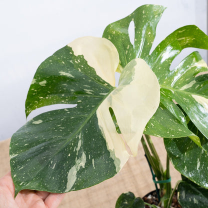 Monstera 'Thai Constellation' 6" - Limited Release for Pickup