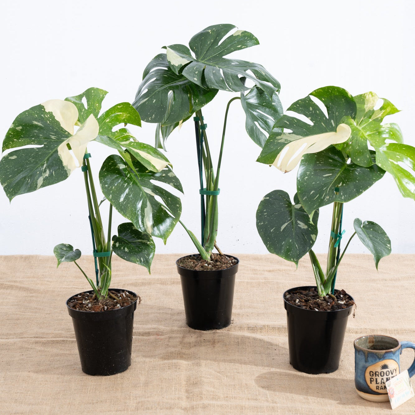 Monstera 'Thai Constellation' 6" - Limited Release for Pickup