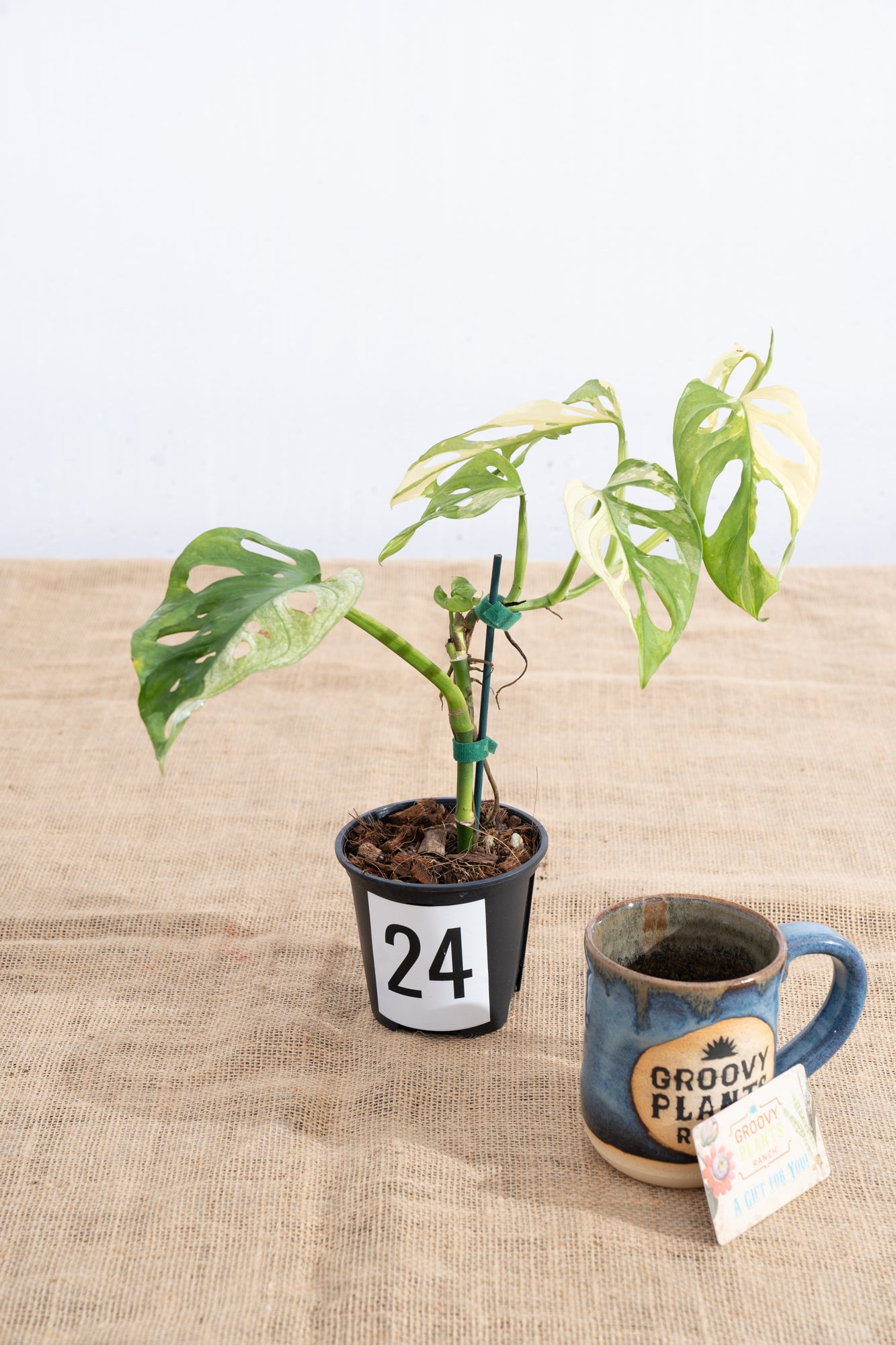 Monstera adansonii 'Variegated White' - Limited Release for Pickup