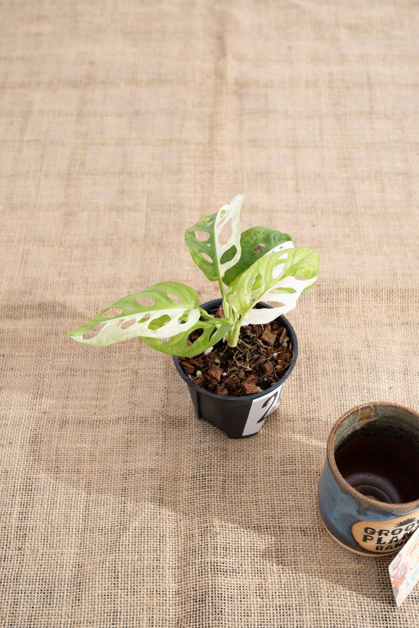 Monstera adansonii 'Variegated White' - Limited Release for Pickup