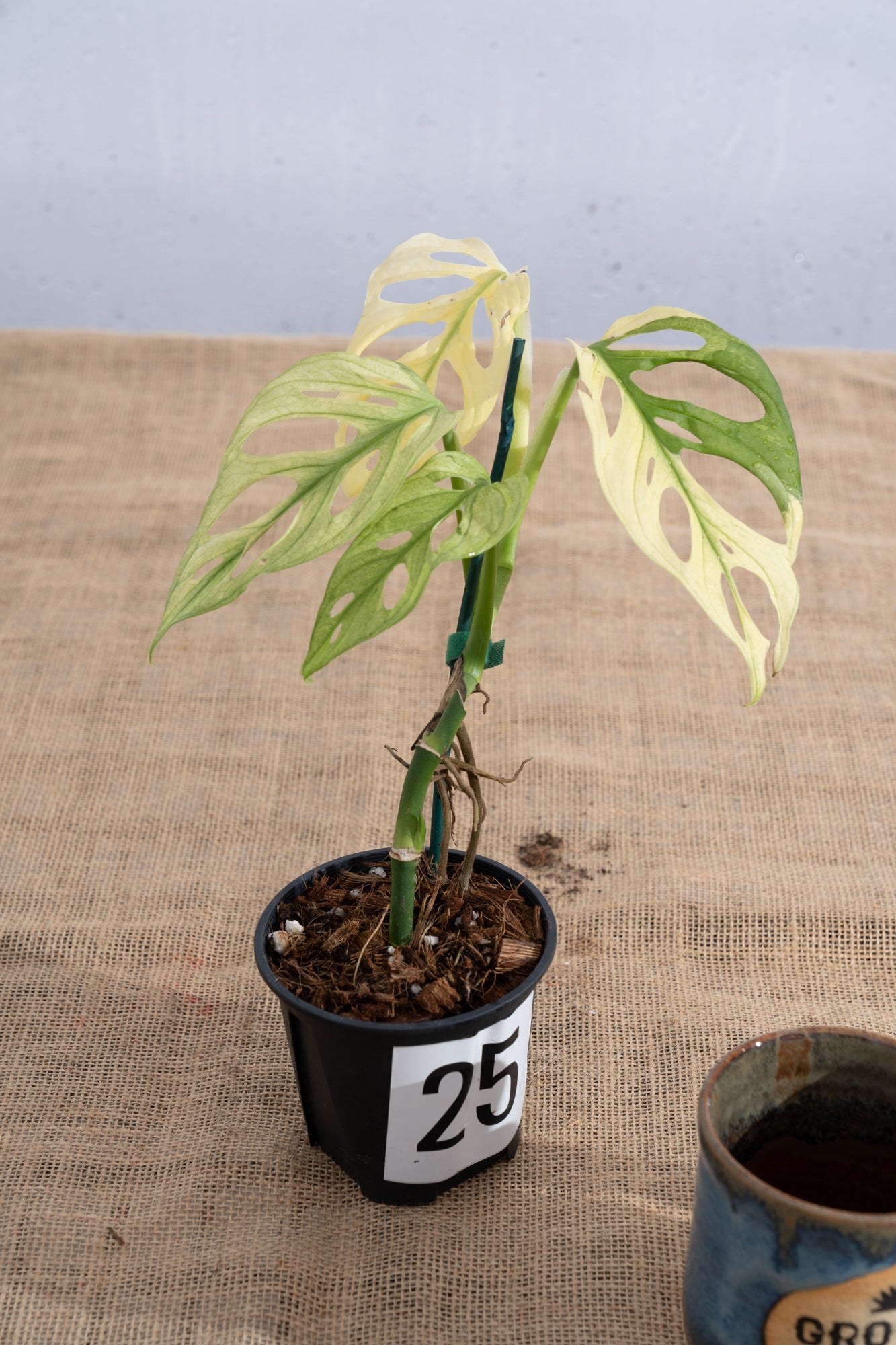 Monstera adansonii 'Variegated White' - Limited Release for Pickup