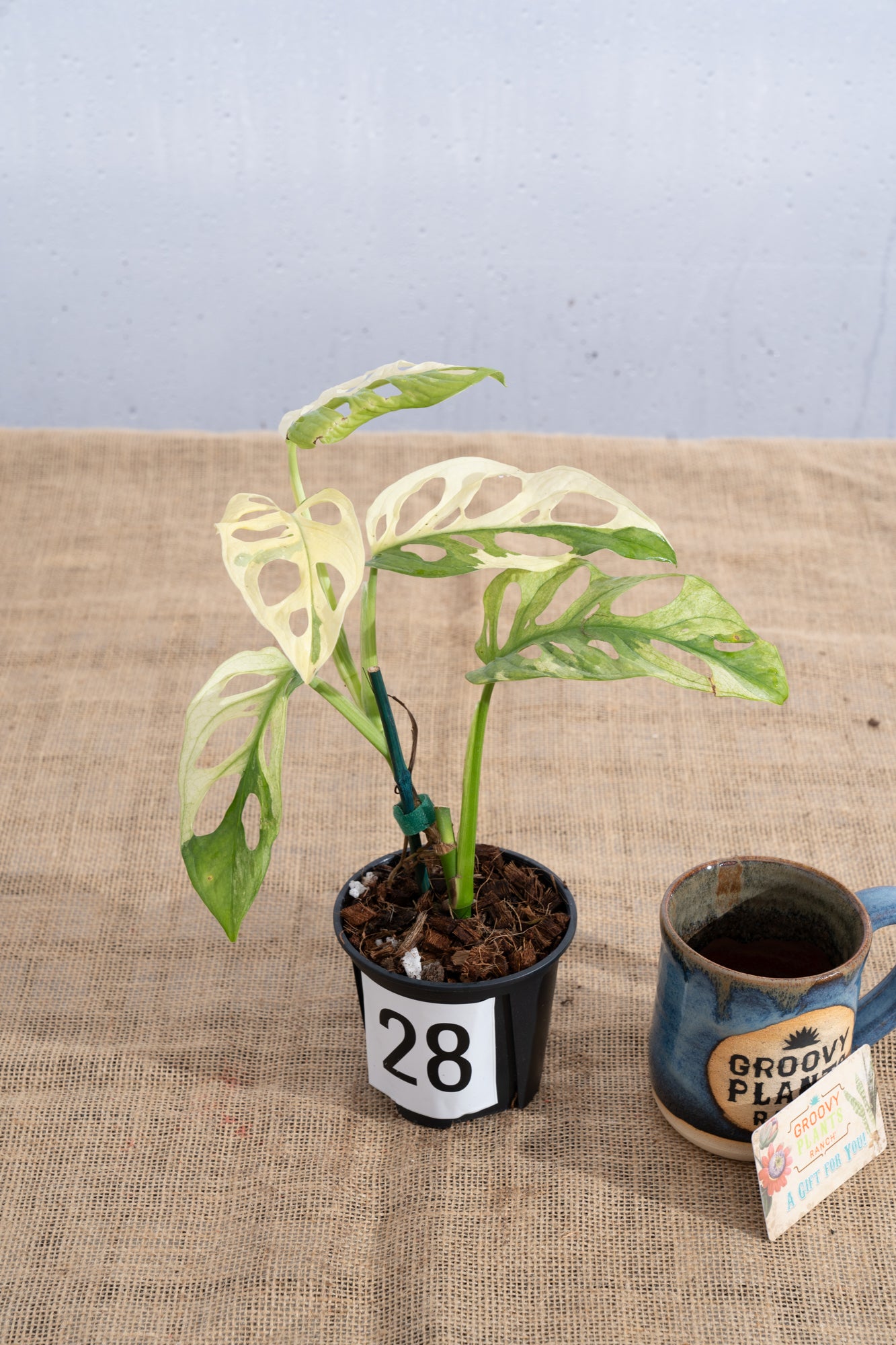 Monstera adansonii 'Variegated White' - Limited Release for Pickup